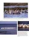 Birdlife of the Gulf of Mexico