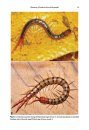 ZooKeys 590: A Taxonomic Review of the Centipede Genus Scolopendra Linnaeus, 1758 (Scolopendromorpha, Scolopendridae) in Mainland Southeast Asia, with Description of a New Species from Laos