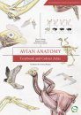 Avian Anatomy