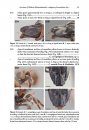 ZooKeys 591: A Revision of Chilicola (Heteroediscelis), a Subgenus of Xeromelissine Bees (Hymenoptera, Colletidae) Endemic to Chile