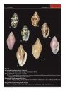 Taxonomic Notes and Discussions on the Genus Marginella