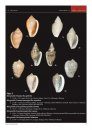 Taxonomic Notes and Discussions on the Genus Marginella