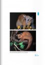 A Field Guide to the Mammals of Ecuador