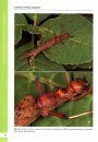 A Taxonomic Guide to the Stick Insects of Singapore