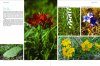Native Plants of the Midwest
