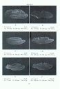 Guide to the Otoliths of the Bony Fishes of the Northeast Atlantic