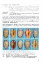 Cowries of New South Wales