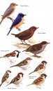 Birds of Japan