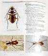 The Subterranean Beetles of the Balkan Peninsula