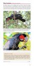 Pocket Field Guide to Birdlife of Queensland