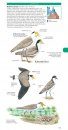 Pocket Field Guide to Birdlife of Queensland