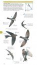 Pocket Field Guide to Birdlife of Queensland
