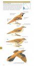 Pocket Field Guide to Birdlife of Queensland