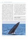 Observer les Baleines et Autres Cétacés en France et en Europe [Mark Carwardine's Guide to Whale Watching in Britain and Europe]