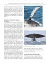 Observer les Baleines et Autres Cétacés en France et en Europe [Mark Carwardine's Guide to Whale Watching in Britain and Europe]