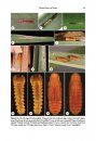 ZooKeys 597: Research on Chrysomelidae, Volume 6