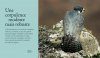 Le Faucon Pèlerin: Description, Mœurs, Observation, Protection, Mythologie [The Peregrine Falcon: Description, Habits, Observation, Protection, Mythology]
