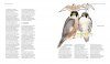 Le Faucon Pèlerin: Description, Mœurs, Observation, Protection, Mythologie [The Peregrine Falcon: Description, Habits, Observation, Protection, Mythology]