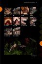 Field Guide to the Bats of the Amazon