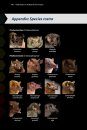 Field Guide to the Bats of the Amazon