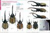 Kabutomushi Kuwagatamushi [Stag Beetles]
