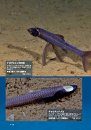 Shinkai Seibutsu no `Naze sō Natta?' Ga Wakaru Hon [A Book to Understand Deep Sea Creatures]