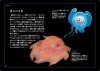Shinkai Sanpo Kyokugen Sekai no Henteko Ikimono [The Extreme World of Deep Sea Creatures]