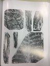 Fossil Flora of China, Volume 3: Fossil Gymnosperms in China (2-Volume Set) [Chinese]