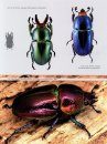 The Stag Beetles of Australia, New Zealand, New Caledonia and Fiji