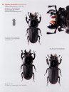 The Stag Beetles of Australia, New Zealand, New Caledonia and Fiji