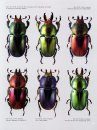 The Stag Beetles of Australia, New Zealand, New Caledonia and Fiji