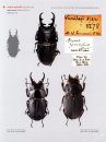 The Stag Beetles of Australia, New Zealand, New Caledonia and Fiji