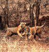 Silent Sentinels of Ranthambhore
