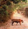 Silent Sentinels of Ranthambhore