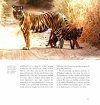 Silent Sentinels of Ranthambhore