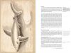 Charles Plumier (1646-1704) and His Drawings of French and Caribbean Fishes / Charles Plumier (1646-1704) et ses Dessins de Poissons de France et des Antilles