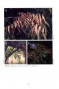 Flora of Peninsular Malaysia, Series II: Seed Plants, Volume 6