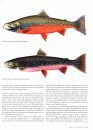 Marine Fishes of Arctic Canada