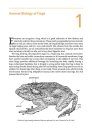 A Field Guide to the Frogs of Borneo