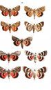 Moths of Europe, Volume 5