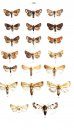 Moths of Europe, Volume 5