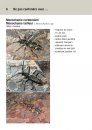 Guide d’Identification de Capricornes Asiatiques: Description, Symptômes d’Infestation et Risques de Confusion [Asian Long-Horned Beetle Identification Guide: Description, Symptoms of Infestation and Risks of Confusion]