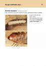 Guide d’Identification de Capricornes Asiatiques: Description, Symptômes d’Infestation et Risques de Confusion [Asian Long-Horned Beetle Identification Guide: Description, Symptoms of Infestation and Risks of Confusion]