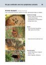 Guide d’Identification de Capricornes Asiatiques: Description, Symptômes d’Infestation et Risques de Confusion [Asian Long-Horned Beetle Identification Guide: Description, Symptoms of Infestation and Risks of Confusion]
