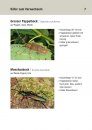 Bestimmungshilfe Asiatische Laubholzbockkäfer: Merkmale, Befallssymptome und Verwechslungsmöglichkeiten [Asian Long-Horned Beetle Identification Guide: Description, Symptoms of Infestation and Risks of Confusion]