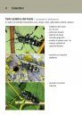 Aiuto per l’Identificazione dei Tarli Asiatici: Caratteristiche, Sintomi di Infestazione e Possibilità di Confusione con altre Specie [Asian Long-Horned Beetle Identification Guide: Description, Symptoms of Infestation and Risks of Confusion]