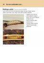 Aiuto per l’Identificazione dei Tarli Asiatici: Caratteristiche, Sintomi di Infestazione e Possibilità di Confusione con altre Specie [Asian Long-Horned Beetle Identification Guide: Description, Symptoms of Infestation and Risks of Confusion]