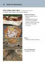 Aiuto per l’Identificazione dei Tarli Asiatici: Caratteristiche, Sintomi di Infestazione e Possibilità di Confusione con altre Specie [Asian Long-Horned Beetle Identification Guide: Description, Symptoms of Infestation and Risks of Confusion]