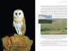 The Barn Owl