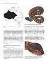 Australia's Dangerous Snakes